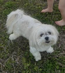 Lost Male Dog last seen LongFarm neighborhood, Baton Rouge, LA 70817