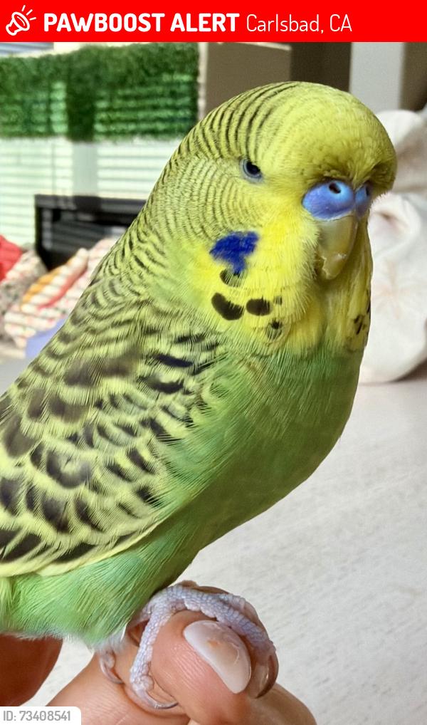Lost Male Bird last seen Avenida Toronja La Costa Valley near El Camino Creek, Carlsbad, CA 92009