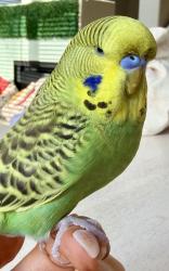 Lost Male Bird last seen Avenida Toronja La Costa Valley near El Camino Creek, Carlsbad, CA 92009