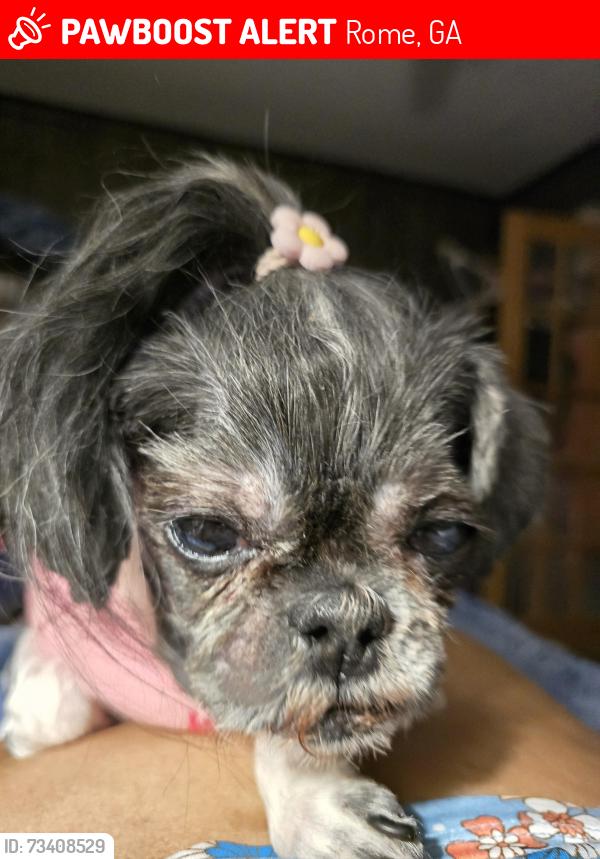 Lost Female Dog last seen Brookhollow Road SW Rome Georgia, Rome, GA 30165