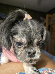 Lost Female Dog last seen Brookhollow Road SW Rome Georgia, Rome, GA 30165