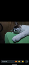 Lost Male Cat last seen Rua Capivari, Parque Paraíso, Jardim Nova Cajamar, SP 07750-000