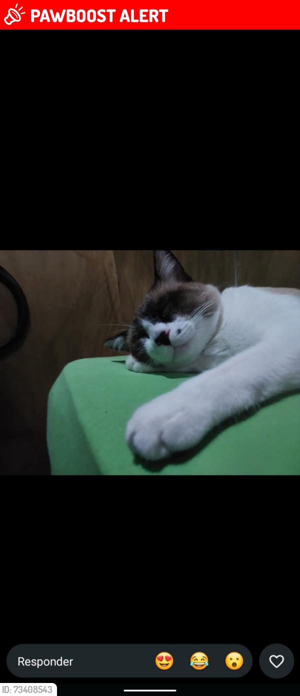 Lost Male Cat last seen Rua Capivari, Parque Paraíso, Jardim Nova Cajamar, SP 07750-000