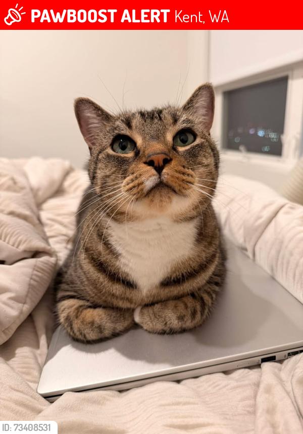 Lost Male Cat last seen Riverstone apmts S. 272nd & Star Lake Rd. Border of Federal Way/Kent, Kent, WA 98032