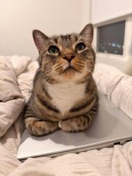 Lost Male Cat last seen Riverstone apmts S. 272nd & Star Lake Rd. Border of Federal Way/Kent, Kent, WA 98032