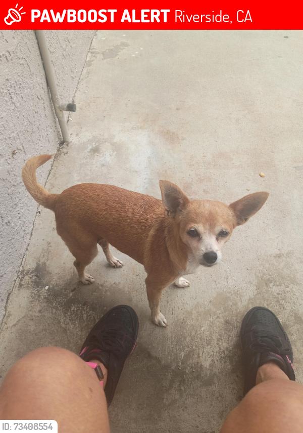 Lost Female Dog last seen Center and blain st, Riverside, CA 92507