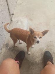 Lost Female Dog last seen Center and blain st, Riverside, CA 92507