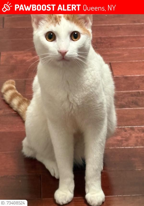 Lost Male Cat last seen Near and 109, Queens, NY 11429