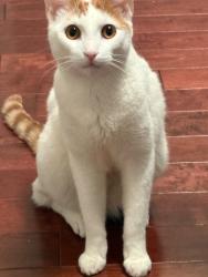 Lost Male Cat last seen Near and 109, Queens, NY 11429