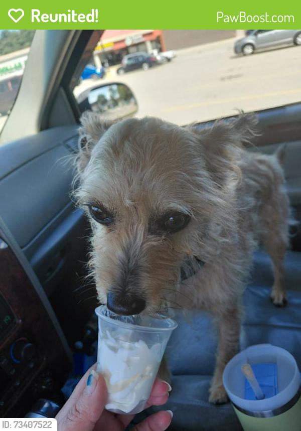 Reunited Male Dog last seen Northview Dr, Penn Hills Municipality, PA 15147