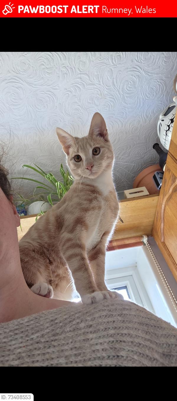 Lost Male Cat last seen Penrhos Crescent, Rumney, Wales 