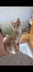 Lost Male Cat last seen Penrhos Crescent, Rumney, Wales 