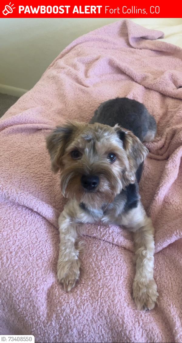 Lost Male Dog last seen Spring canyon dog park, Fort Collins, CO 80524
