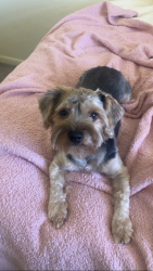 Lost Male Dog last seen Spring canyon dog park, Fort Collins, CO 80524