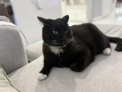 Lost Male Cat last seen Howard and central, Montclair, CA 91763