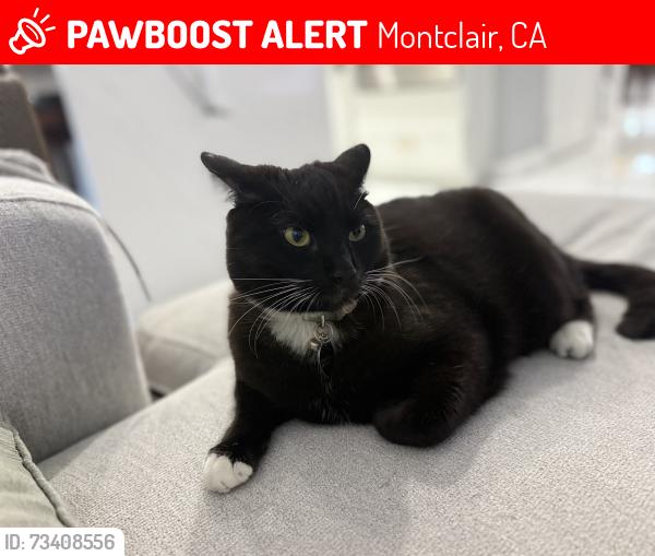 Lost Male Cat last seen Howard and central, Montclair, CA 91763