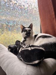Reunited Male Cat last seen Near F St, Sacramento, CA 95816, USA, Sacramento, CA 95816