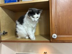 Lost Female Cat last seen Downey Ave & Candlewood St, Lakewood, CA 90712