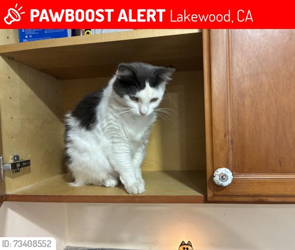 Lost Female Cat last seen Downey Ave & Candlewood St, Lakewood, CA 90712