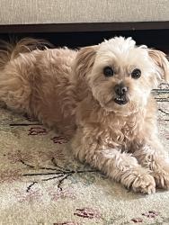 Reunited Female Dog last seen Windsor Drive, La Mesa, CA 91941
