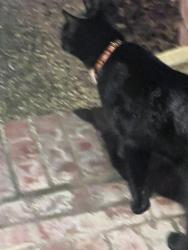 Found/Stray Unknown Cat last seen Prairie and Freshwater Dr, Carrollton, TX 75007