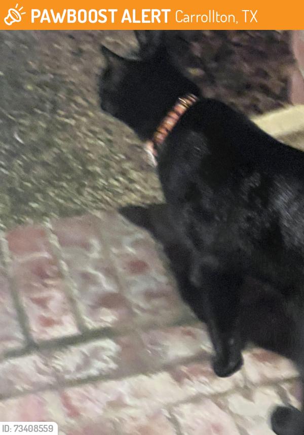 Found/Stray Unknown Cat last seen Prairie and Freshwater Dr, Carrollton, TX 75007