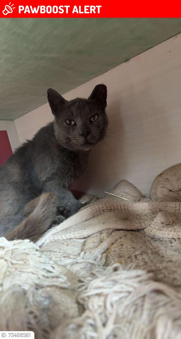Lost Male Cat last seen Lancaster Pike/Mt Airy Rd, Providence Township, PA 17560