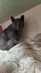 Lost Male Cat last seen Lancaster Pike/Mt Airy Rd, Providence Township, PA 17560