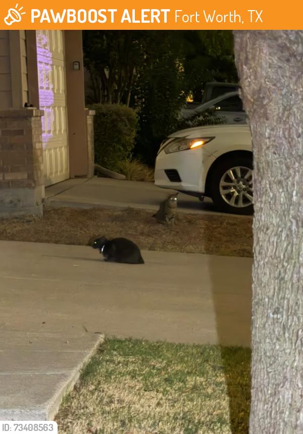 Found/Stray Unknown Cat last seen Near Summer Star ln, Fort Worth, TX 76244