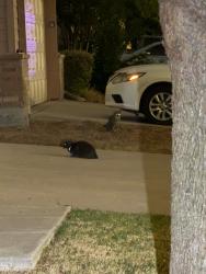 Found/Stray Unknown Cat last seen Near Summer Star ln, Fort Worth, TX 76244