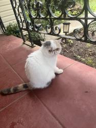 Reunited Unknown Cat last seen Terrace St., Auburn, CA 95603