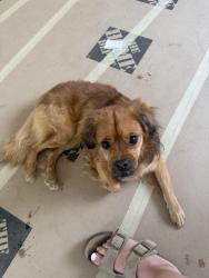 Found/Stray Male Dog last seen Banner university Phoenix, Phoenix, AZ 85006