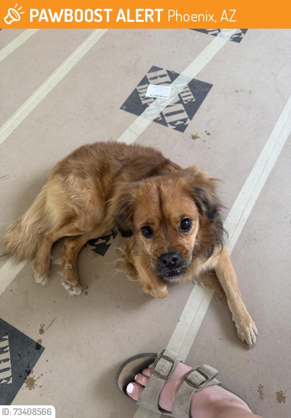 Found/Stray Male Dog last seen Banner university Phoenix, Phoenix, AZ 85006