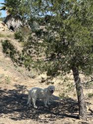 Reunited Male Dog last seen Near Rose Rd, Fallbrook, CA 92028, USA, Fallbrook, CA 92028