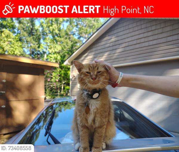Lost Male Cat last seen Viking/Hampton Park/ Club/Johnson, High Point, NC 27265