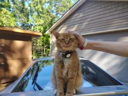 Lost Male Cat last seen Viking/Hampton Park/ Club/Johnson, High Point, NC 27265