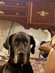 Lost Female Dog last seen My hse, Maryville, TN 37801