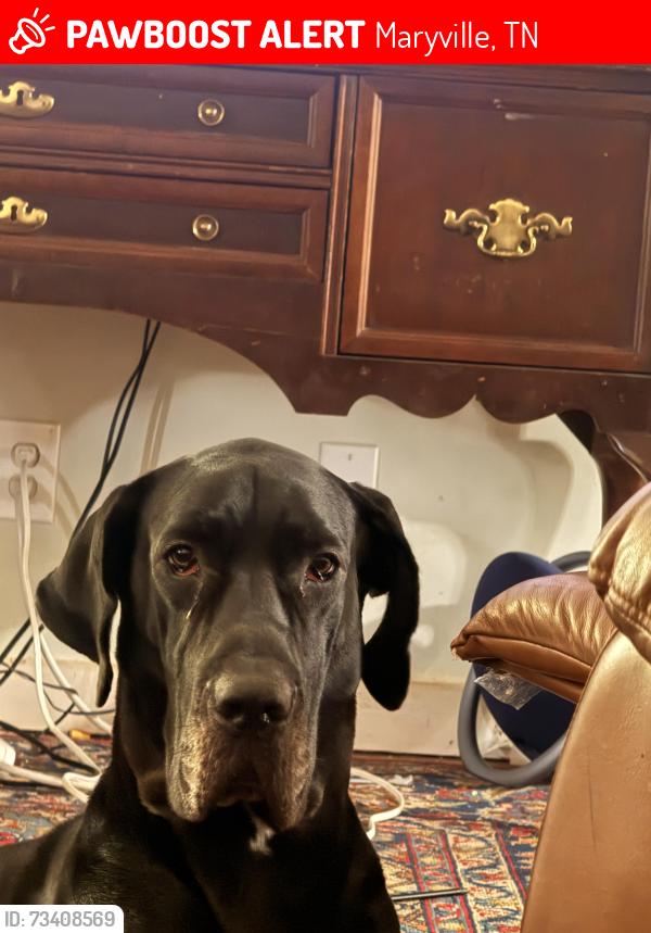 Lost Female Dog last seen My hse, Maryville, TN 37801