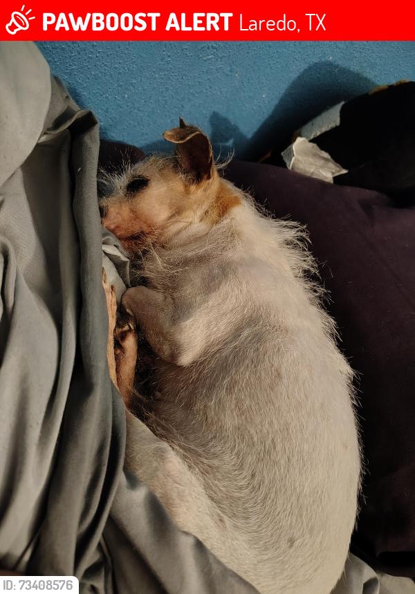 Lost Female Dog last seen Boys and Girls Club, Laredo, TX 78041