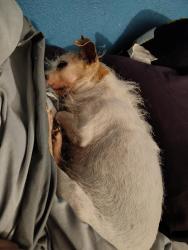 Lost Female Dog last seen Boys and Girls Club, Laredo, TX 78041
