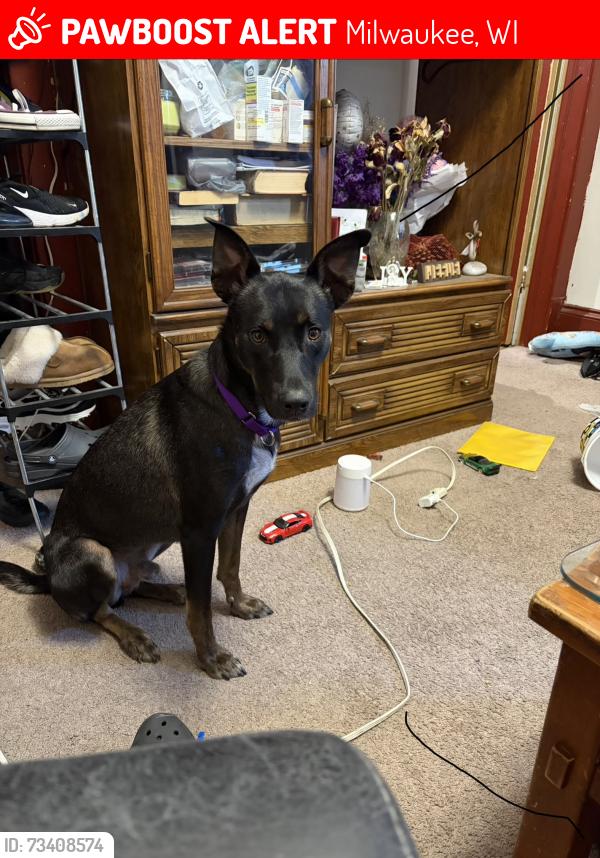 Lost Male Dog last seen 27th layton blvd, Milwaukee, WI 53204
