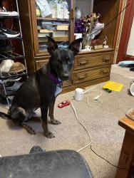 Lost Male Dog last seen 27th layton blvd, Milwaukee, WI 53204
