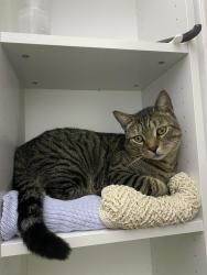 Lost Male Cat last seen N Stiles St, Valley Rd, Forest Ave, Linden, NJ 07036