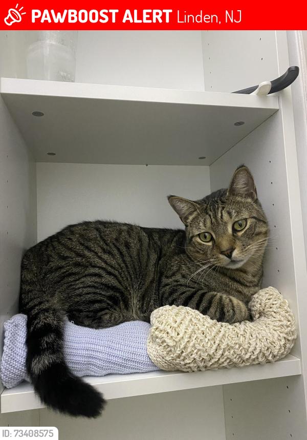 Lost Male Cat last seen N Stiles St, Valley Rd, Forest Ave, Linden, NJ 07036