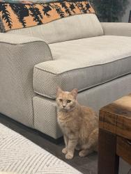 Lost Male Cat last seen Audra lane by McKinney and Lattimore st, Denton, TX 76209