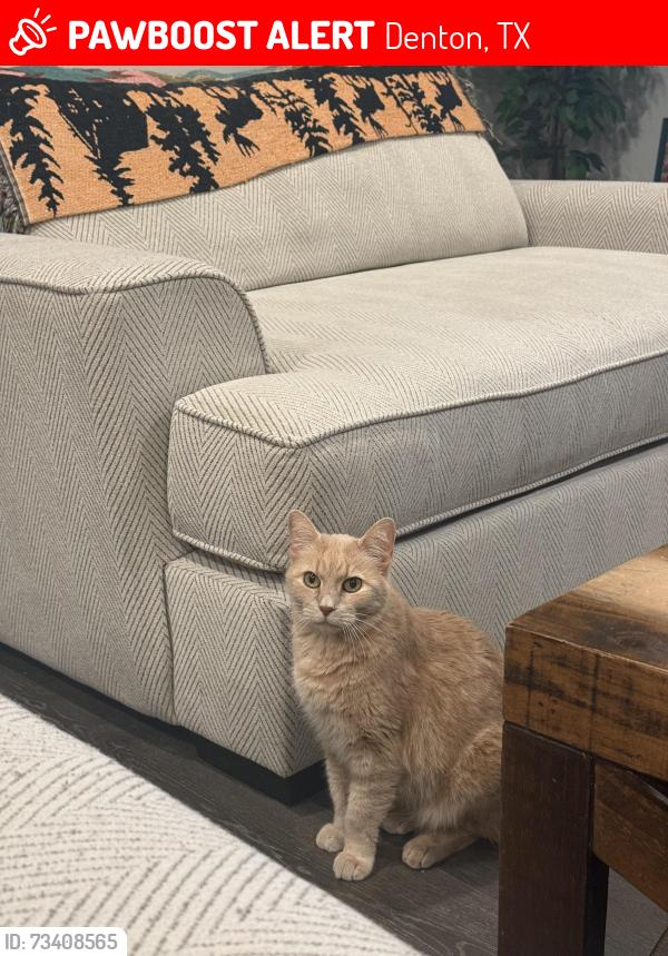 Lost Male Cat last seen Audra lane by McKinney and Lattimore st, Denton, TX 76209