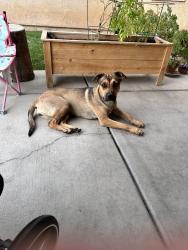Found/Stray Female Dog last seen Gobi ct, Victorville, CA 92394
