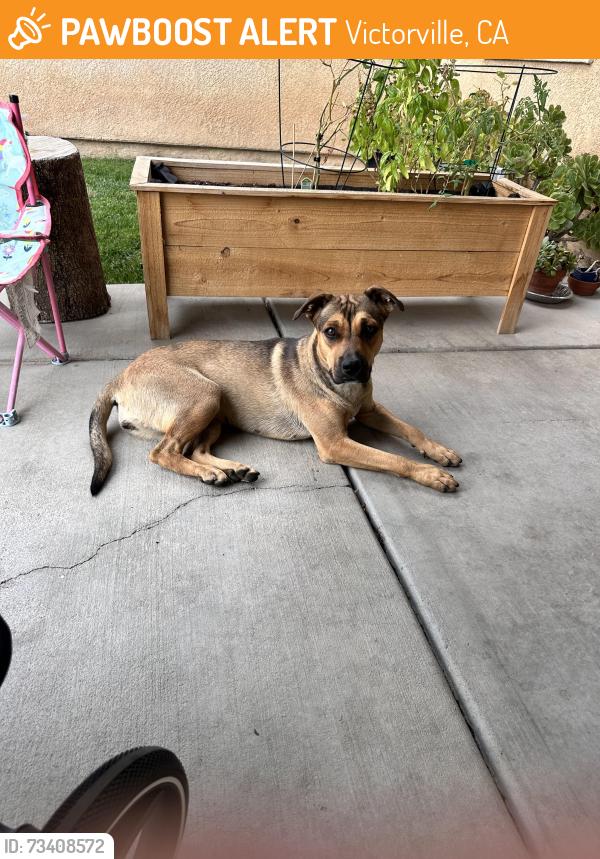 Found/Stray Female Dog last seen Gobi ct, Victorville, CA 92394