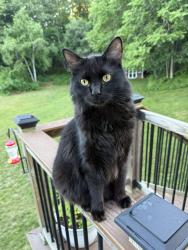 Lost Male Cat last seen Chapin and Colburn, Northborough, MA 01532
