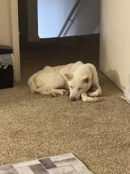 Lost Male Dog last seen Plantation drive, , England 